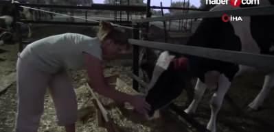 İngiliz gelin, aşkı i&ccedil;in kariyerinden vazge&ccedil;ip hayvancılık yapmaya başladı