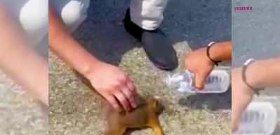 Kocaeli belediye ekipleri sıcaktan bunalan sincabın imdadına işte b&ouml;yle yetişti