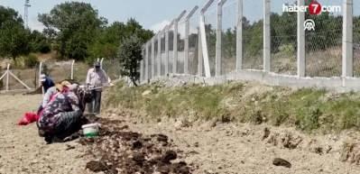 Karab&uuml;k'te d&uuml;nyanın en pahalı baharatı ekildi: Kilosu 250 bin lira!