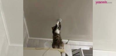 Lamba tamir eden kedi sosyal medyada g&uuml;ndem oldu! Adeta şaşkına &ccedil;evirdi