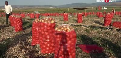 T&uuml;rkiye&rsquo;nin &ouml;nemli soğan &uuml;retim merkezlerinden Amasya&rsquo;da soğan tarlada 4 lira
