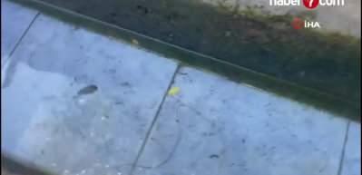 Artvin'de &ccedil;eşmenin &uuml;zerindeki gizemli canlının ne olduğu &ouml;ğrenildi