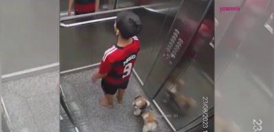 11 yaşındaki kahraman &ccedil;ocuk k&ouml;peğini işte b&ouml;yle kurtardı! Arjantin'de...