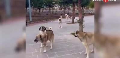 Başıboş k&ouml;pekler i&ccedil;in harekete ge&ccedil;iliyor! 'Avrupa' &ccedil;&ouml;z&uuml;m&uuml; geliyor