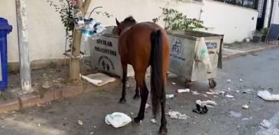 İBB Başkanı İmamoğlu aradığı kayıp atlar b&ouml;yle g&ouml;r&uuml;nt&uuml;lendi...