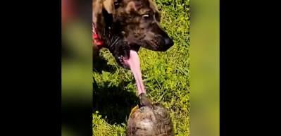 Kaplumbağanın dilini ısırdığı k&ouml;pek sosyal medyada viral oldu! İşte o anlar...