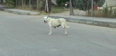 Mahalleli isyan etti! Başıboş k&ouml;pek ter&ouml;r&uuml; devam ediyor...
