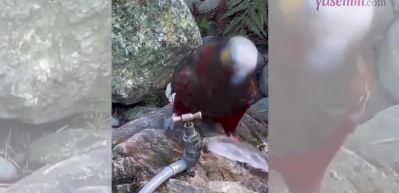 Musluktan akan suyu i&ccedil;en papağan yaptığı hareketle herkesi şoke etti!