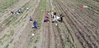 Patates, fiyatı en &ccedil;ok d&uuml;şen &uuml;r&uuml;n oldu