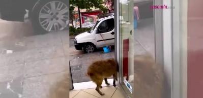Yağmurdan ka&ccedil;an hayvan dostlarımıza sığınak oldu! O d&uuml;kkan sahibi takdir topladı