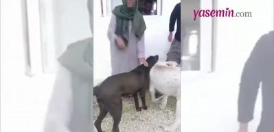 Yıldız Tilbe'nin tesett&uuml;rl&uuml; hali beğeni topladı! 