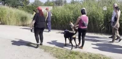 Almanya'da sahipsiz k&ouml;pek bulunmuyor