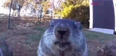 &Ccedil;aldığı meyveleri kamera karşısına ge&ccedil;erek yiyen k&ouml;stebek sosyal medyada g&uuml;ndem oldu