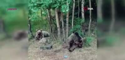 Kendine fazla g&uuml;vendi, ayılar saldırmaz dedi! C&uuml;mlesini bitirmeden saldırıya uğradı