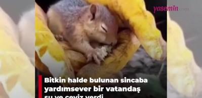 Halsiz d&uuml;şen sincaba yardım ettiler! O anlar izleyenleri mest etti