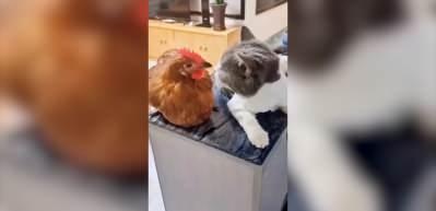 Kedinin kendisinin doğurduğunu zannetmesi sosyal medyada g&uuml;ndem oldu