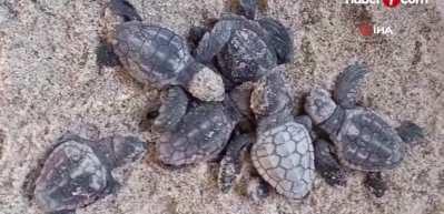 Caretta carettalar Aydın&rsquo;ı sevdi