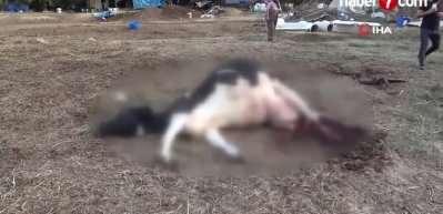Holstein cinsi ineği k&ouml;pekler telef etti
