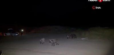 Piknik sofrasına misafir olmak isteyen boz ayıları sopalarla kovaladılar