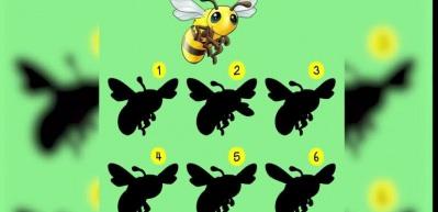 Y&uuml;ksek dikkat gerektiren zek&acirc; testi: Resimdeki arının doğru g&ouml;lgesini 24 saniye i&ccedil;erisinde bulabilir misiniz?