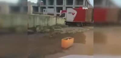 "Başakşehir'deki a&ccedil; kurtlar" &Ccedil;ekoslovak kurt k&ouml;peği &ccedil;ıktı