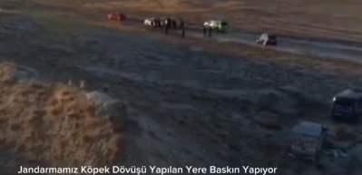 Kayseri'de k&ouml;pek d&ouml;v&uuml;ş&uuml; yaptıran 2 organizat&ouml;r ve 35 kişi yakalandı
