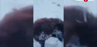 -80 dereceye d&uuml;şen sıcaklık, hayvanların &ouml;l&uuml;m&uuml;ne sebep oldu
