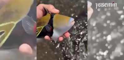 Denizde bulduğu farklı cinste balıkları böyle kayda aldı! Görenler balıklara hayran kaldı