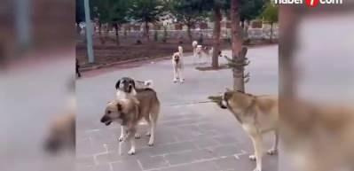 Bilim adamlarından başıboş k&ouml;pek uyarısı: Sayıları kısırlaştırmayla baş edilemeyecek seviyeye geldi!