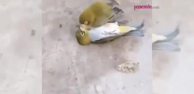 Eşinin ölmesine dayanamayan kuş eşinin baş ucunda öldü! "Kuş kadar olamayanlar var..."