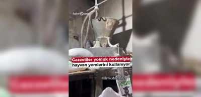 Gazze'de kıtlık yaşayan Filistinliler hayvan yemlerini &ouml;ğ&uuml;tmeye başladı