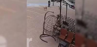 Konya'da başıboş k&ouml;pek &ccedil;ocuğa saldırdı! İşte o anlar