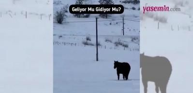 Sosyal medyada gündem oldu! At geliyor mu gidiyor mu?