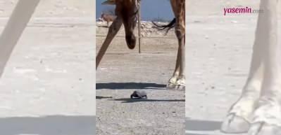 Kaplumbağanın hızlanmasına yardım eden zürafa sosyal medyada gündem oldu!