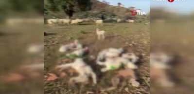 Muş'ta kurt şehir merkezine indi, k&ouml;peği par&ccedil;aladı!