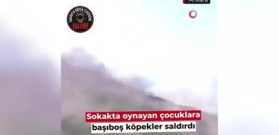 Kendilerine saldıran sokak k&ouml;peklerini kayda alan &ccedil;ocukların korku dolu&nbsp;anları&nbsp;kamerada