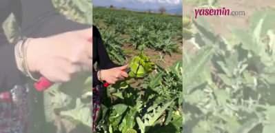 Enginarı yaprağından temizlemesi gündem oldu!