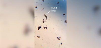 Yaşlanmaya karşı yeni umut: Su ayıları