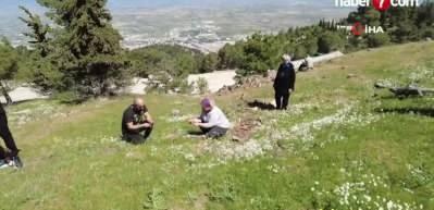 Yılda bir kez a&ccedil;an bu laleleri koparmanın cezası 387 bin lira