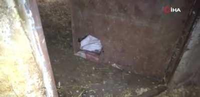 Bafra'da başıboş köpek dehşeti: 12 buzağı ve 1 kuzu telef oldu