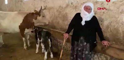 Sarıg&uuml;l teyze, yeni doğan buzağısını satıp parasını Filistin'e g&ouml;nderecek