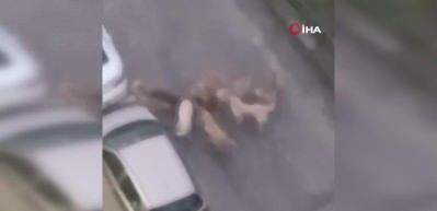 Sokak k&ouml;pekleri yavru k&ouml;peği ve kediyi par&ccedil;aladı: O anlar kamerada