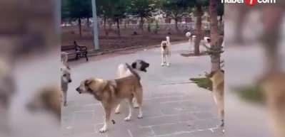 Başıboş k&ouml;pek sorunu t&uuml;m hızıyla devam ediyor! Halk korku ve panik i&ccedil;inde...
