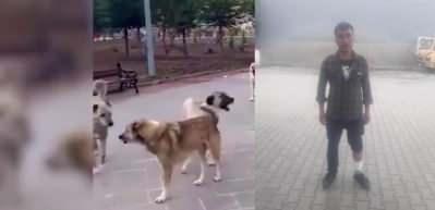 Başıboş sokak k&ouml;pekleri yine saldırdı! G&ouml;r&uuml;nt&uuml;ler Antalya'dan