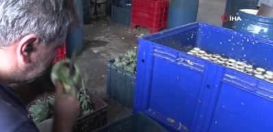 Enginar soyarak asgari &uuml;cretin 4 katını kazanıyorlar!İşte yeni g&ouml;zde meslek....