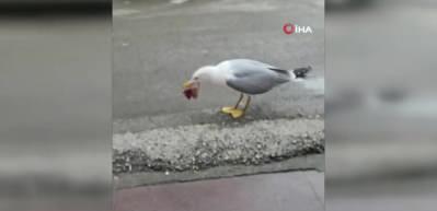 Kocaeli'de martıyla esnafın güldüren ettiren dostluğu