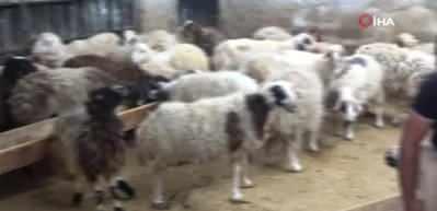 K&uuml;&ccedil;&uuml;kbaş hayvanda stok&ccedil;uluğun kurban fiyatlarını artırdığı iddiası