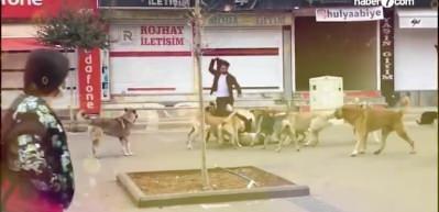 Atat&uuml;rk 'sokak k&ouml;peği' genelgesi ile o d&ouml;nemki sorunu bakın nasıl &ccedil;&ouml;zm&uuml;ş!