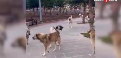Bakan Yumaklı, başıboş k&ouml;pek sayısını a&ccedil;ıkladı! Ka&ccedil; k&ouml;pek kısırlaştırıldı