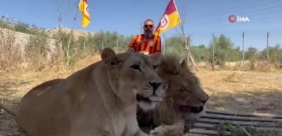  Diyarbakırlı taraftar, Galatasaray&rsquo;ın 24. şampiyonluğunu aslanlarıyla kutladı